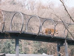 -ZOO COFFEE动物园咖啡(红山森林动物园店)