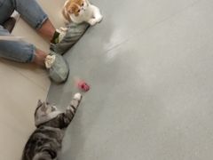 -飞行喵MR PILOT|猫舍·猫咖(静安大融城店)
