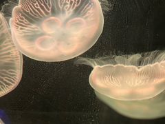 -杭州野生动物世界