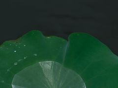-大湾区中央湿地公园