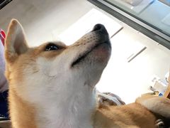 -PETKIT小佩宠物·低压洗护(国顺东路店)