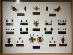-上海昆虫博物馆
