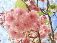 -天适樱花悠乐园