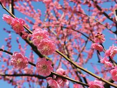 -花开海上生态园
