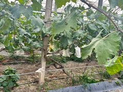 -马陆小张葡萄园农家乐