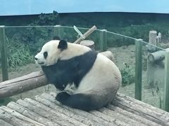 -大连森林动物园