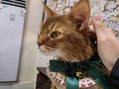 -猫小院猫主题餐厅(南锣旗舰店)