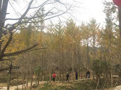 -千年银杏谷文化旅游区