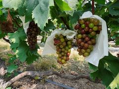 -马陆小张葡萄园农家乐