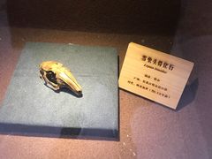 -陕西自然博物馆