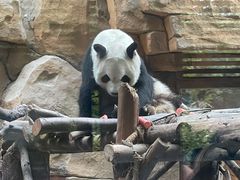-成都动物园