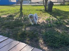 -爪吧宠物乐园 (温榆河示范区店)