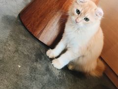 -瞄一喵猫咖(格力海岸店)