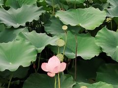 -金银湖国家城市湿地公园