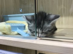 -屋虎猫馆(宝安大仟里店)