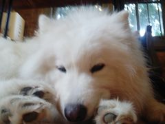 -more than meow吴止猫主题餐厅(承德 中船汇店)