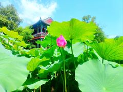 -莲池书院博物馆