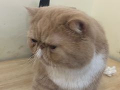 -滚猫咖啡·猫咖·猫友好撸猫(未来城店)