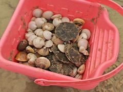 -红树林天天赶海