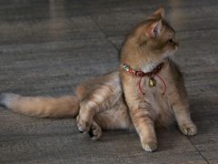 -猫咪咖啡·猫咖(万达广场店)