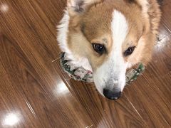-汪说·狗咖·拼豆·宠物周边DIY(旺城大厦店)