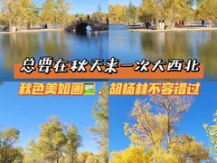 -金塔沙漠胡杨林景区