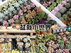 -桂林市花鸟市场