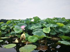 -荷塘月色湿地公园·向阳花洲