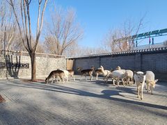 -北京野生动物园