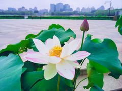 -莲花池公园