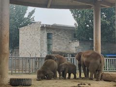 -石家庄市动物园