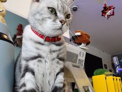 -平行世界·猫咖(首经贸店)