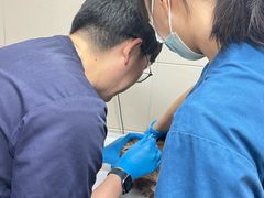 -申普宠物医院·心脏介入·心血管微创(总院)