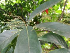 景点-铁山坪森林公园