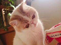 -瑞派长江宠物医院·猫科·外科·24小时夜护(谊城公寓分院)