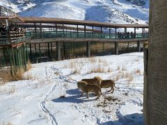 -新疆天山野生动物园