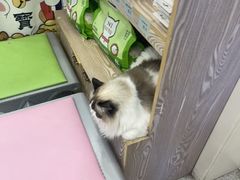 -四月宠物医院·猫专科·心脏专科·内科(转塘店)