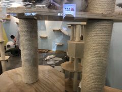-猫冇咖·家门口的撸猫馆(大融城店)