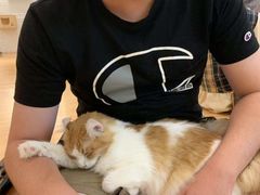 -momokira米努特·德文卷毛猫·棉花面纱犬