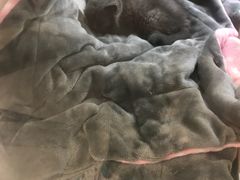 -丹景宠物医院·全科·老年病·牙科(武昌诊疗中心)