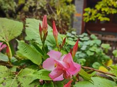 -大觉寺-停车场