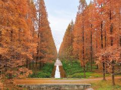 -黄海国家森林公园