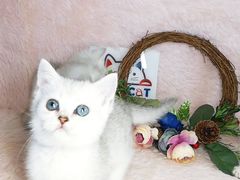 -十年猫舍·猫咪专门店(普陀店)