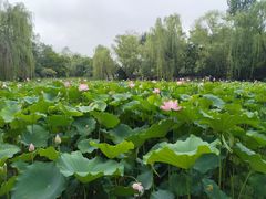 -莲湖公园