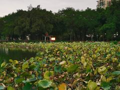 -荔湾湖公园