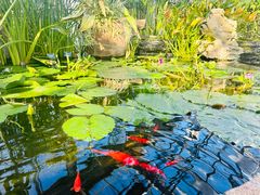 -国家植物园南园