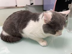 -宠福鑫康馨动物医院·骨科·眼科