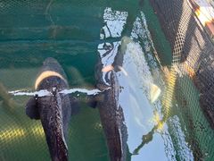 -蓝湾碧波·老字号·疍家非遗海上餐厅