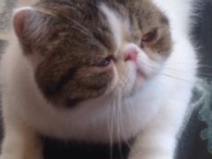 -瞄一喵猫咖(格力海岸店)