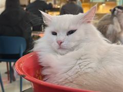 -平行世界·猫咖(首经贸店)